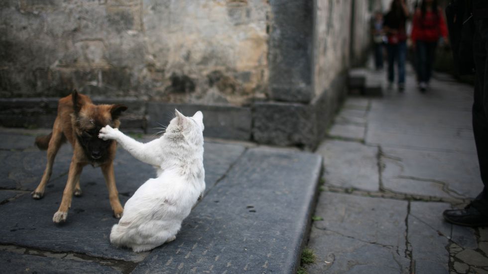Ancient cats drove many dogs to extinction
