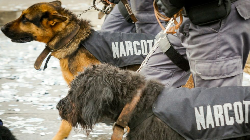 The Surprising Truth About Sniffer Dogs