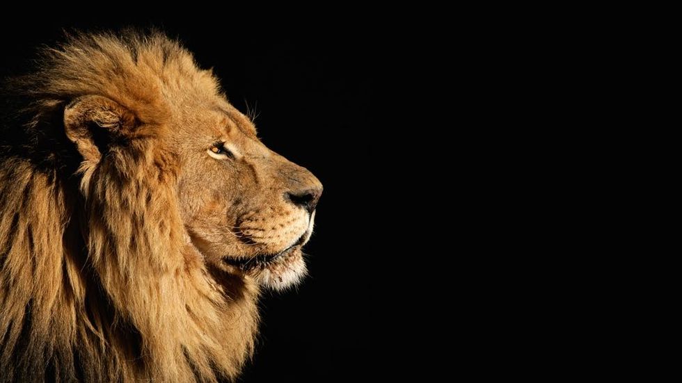 Murdered: Cecil the Lion, Blaze the Yellowstone Grizzly