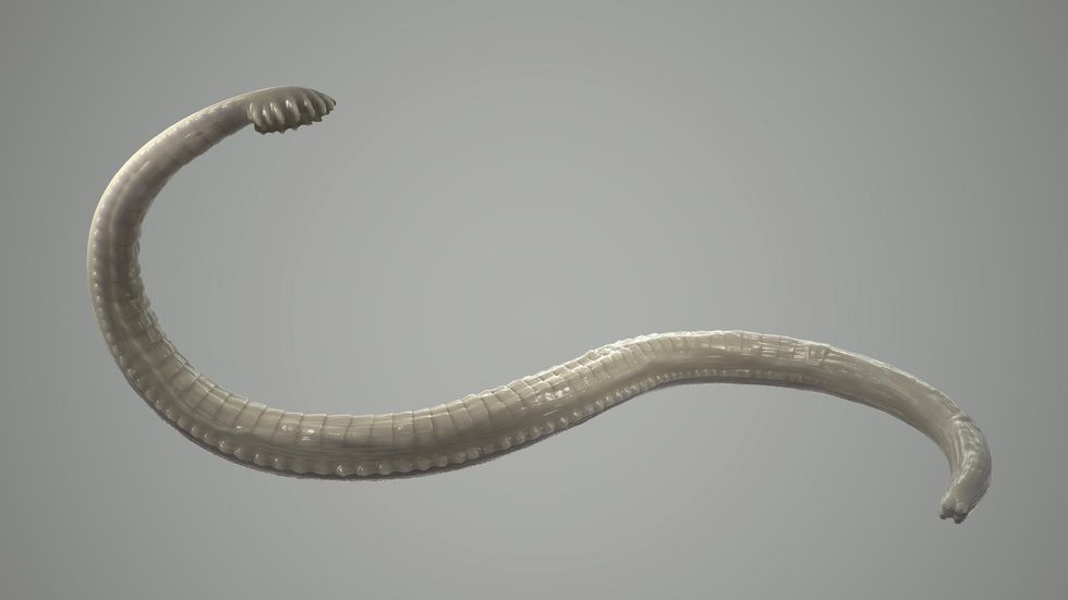 How global warming and mind-eating parasites are creating a global intelligence gap
