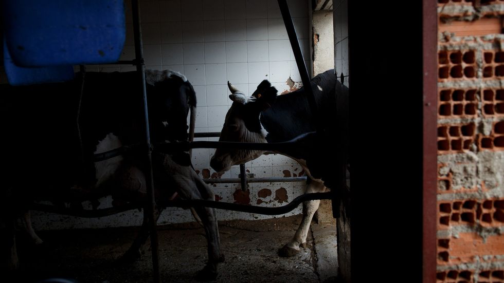 Eating Fake Meat Could Be Worse for Animals than Factory Farming