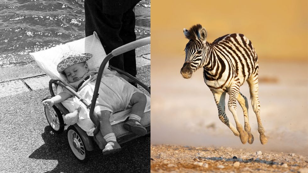 Why Human Babies Are Much Dumber than Animal Babies