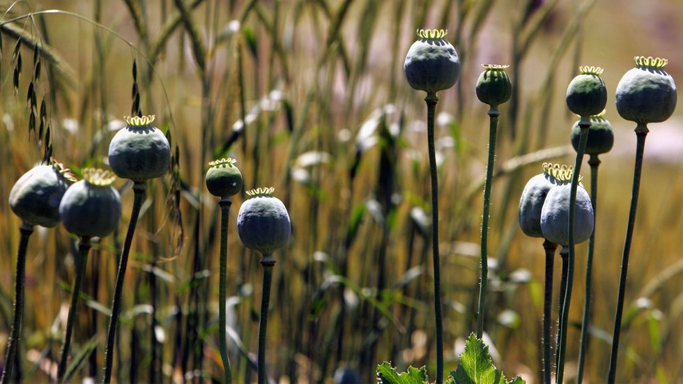 The Police Fighting To End The War On Drugs