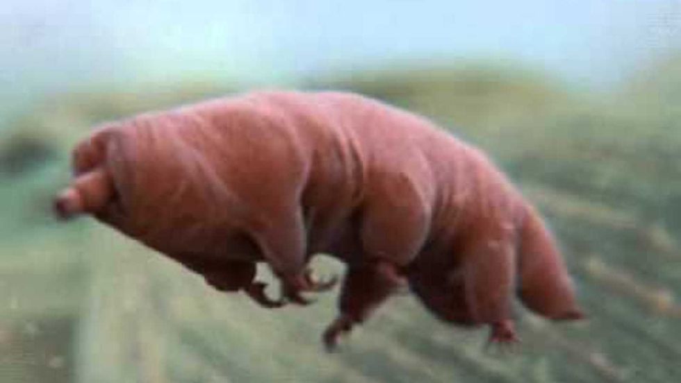 7 Things About ‘Water Bears’ That Explain How Life Can Spread To Other