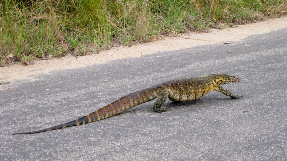 FleshEating African Lizards Invade Florida Big Think