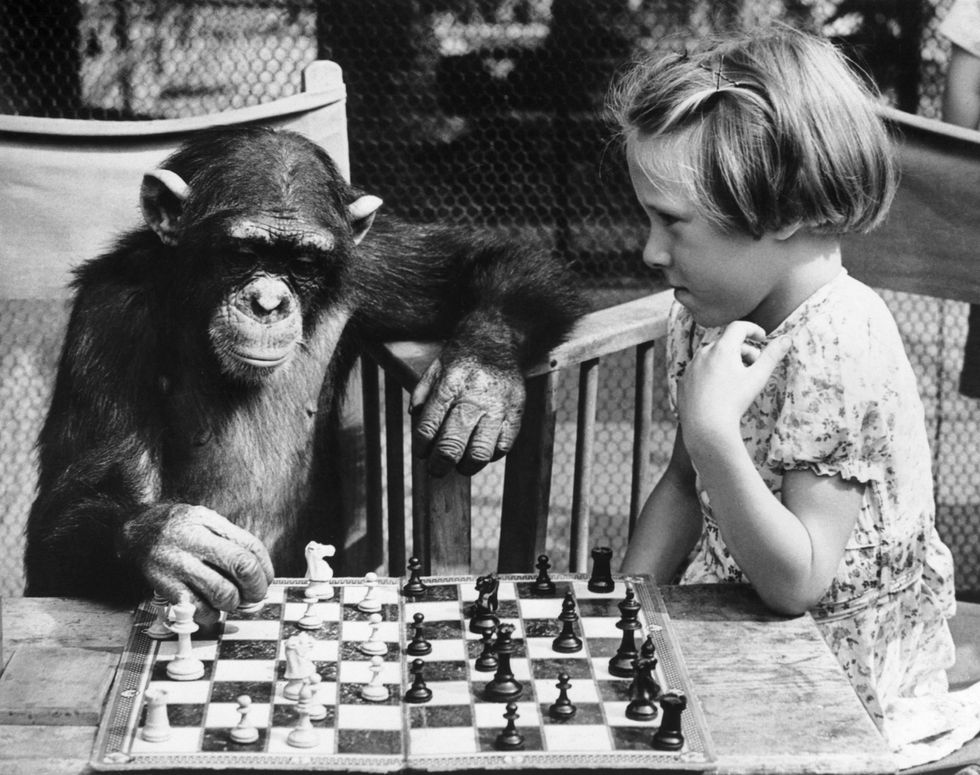 Chimp playing chess with a child.