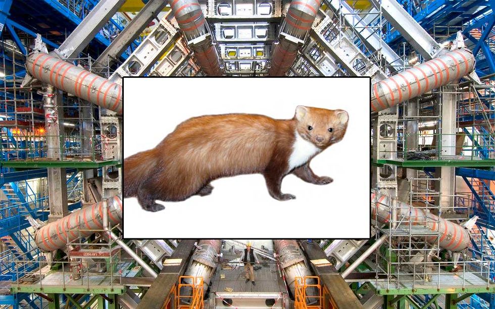 Weasel and Large Hadron Collider