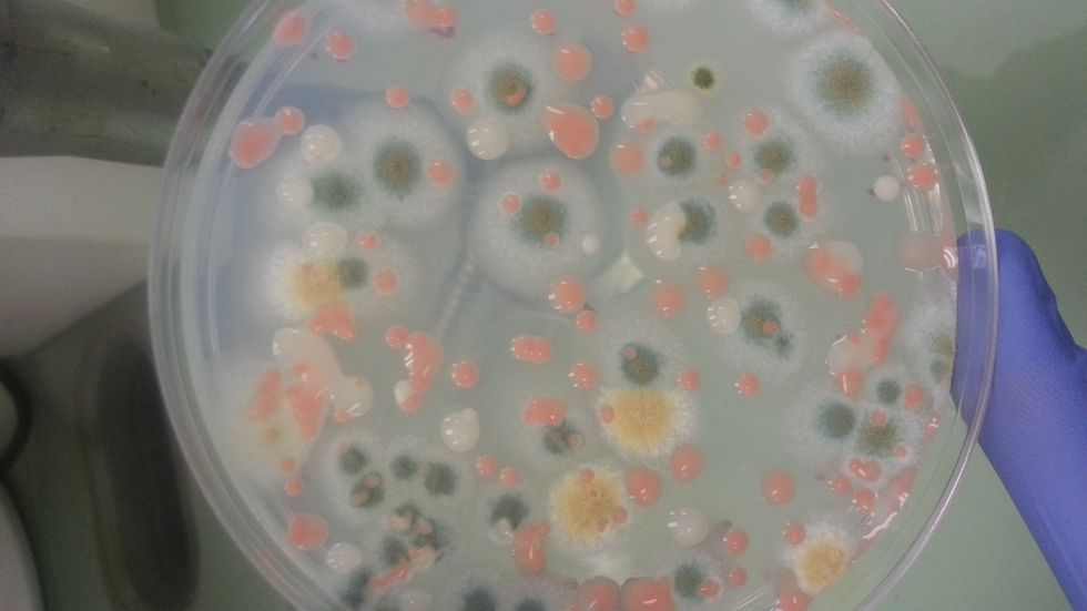 Why NASA Has Been Shipping Bacteria to the ISS