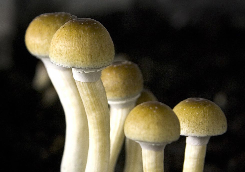 Magic Mushrooms