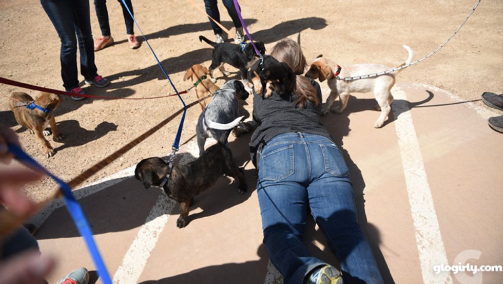Puppy pileup