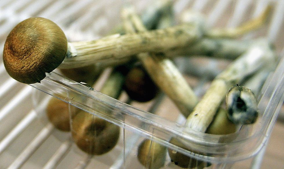 Psilocybin mushrooms.