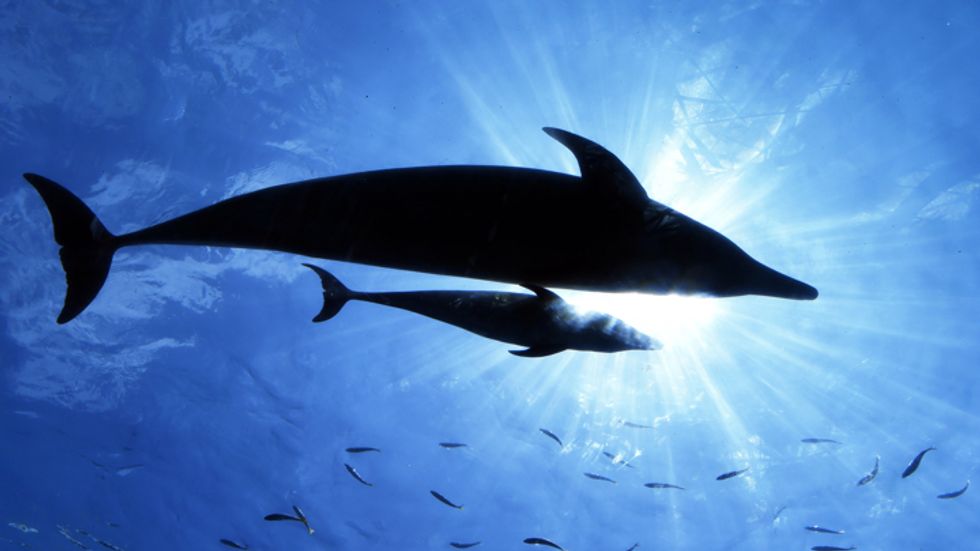 A pair of dolphins