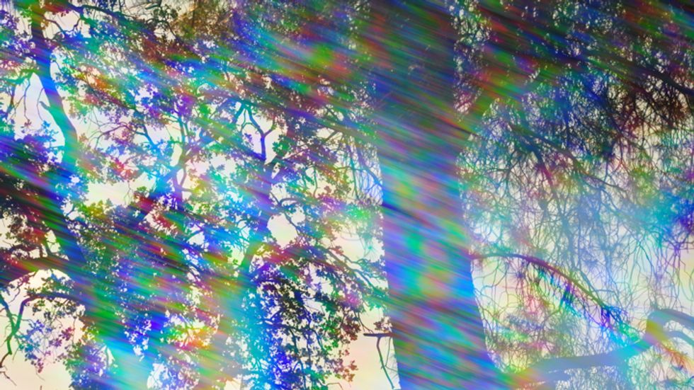 A prismatic forest