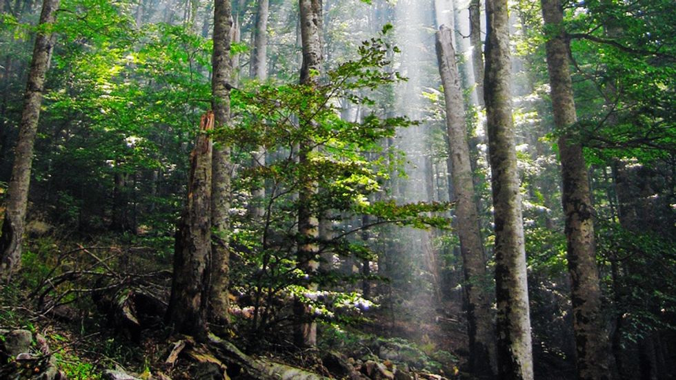 “Forest Bathing”: Stress-Reducer, Immune-Booster, and Artistic Inspiration