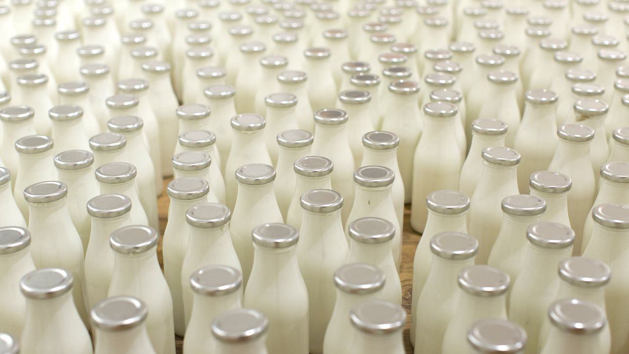 Cockroach milk: The superfood of the future is now