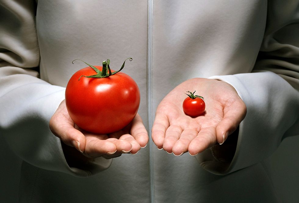 A researcher comparing an oversized tomato with a very small one.