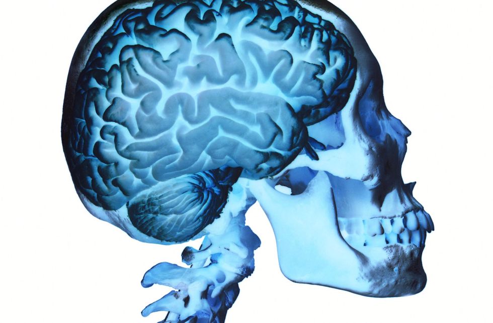 What Really Made Humans Smart?