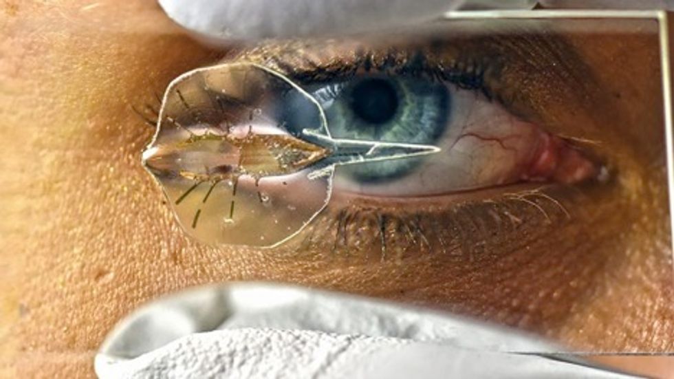 A research assistant displays a tissue-engineered robot stingray on a piece of glass. (Karaghen Hudson and Michael Rosnach/Science)