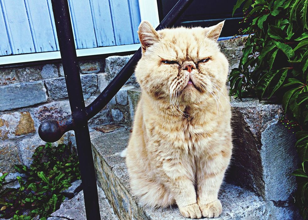 Grumpiness is showing to have wonderful effects on human psychology. Perhaps cats have known this for a long time.
