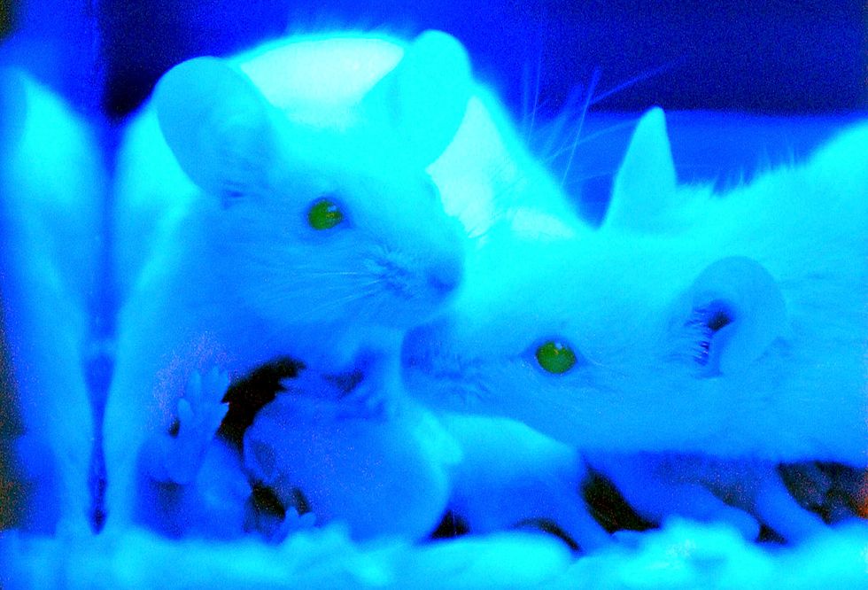 Scientific Studies Using Mice May Be Hard to Replicate Due to Gut Microbes
