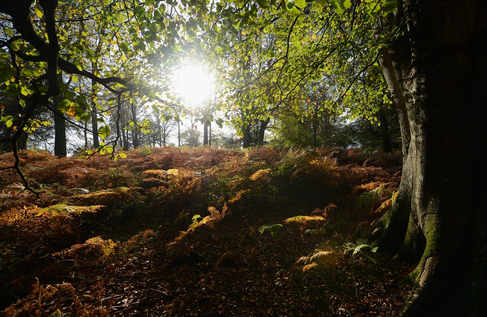 Forest with trees and undergrowth.
