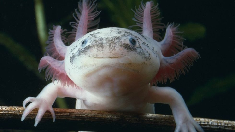 An axolotl