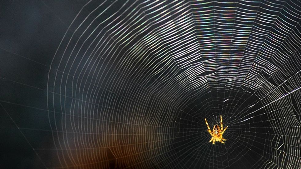 Spider web and spider