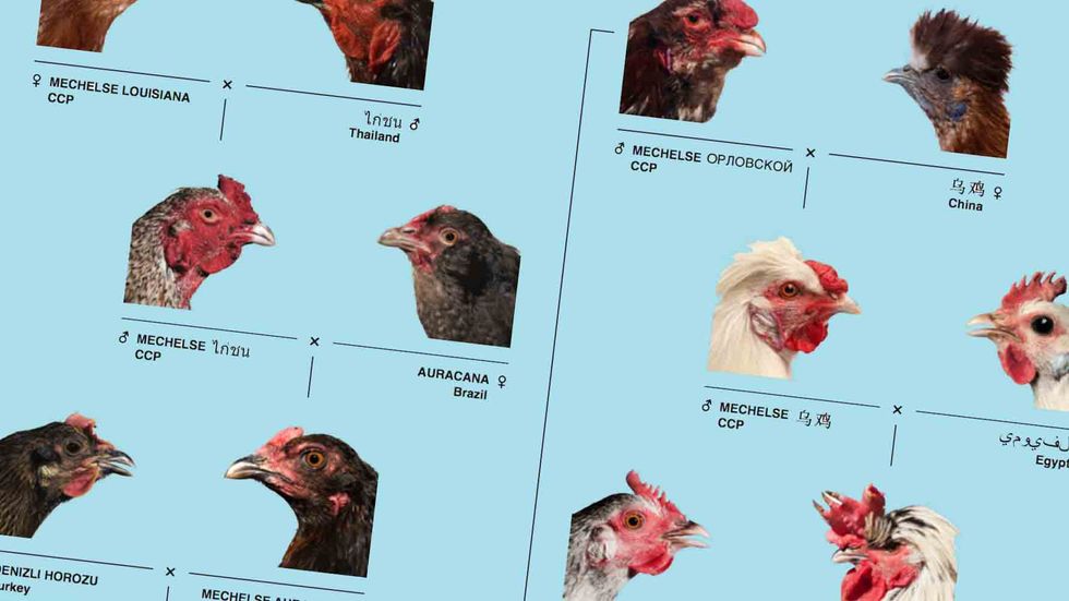 What Happens When An Artist Thinks Like a Scientist? Better Chicken