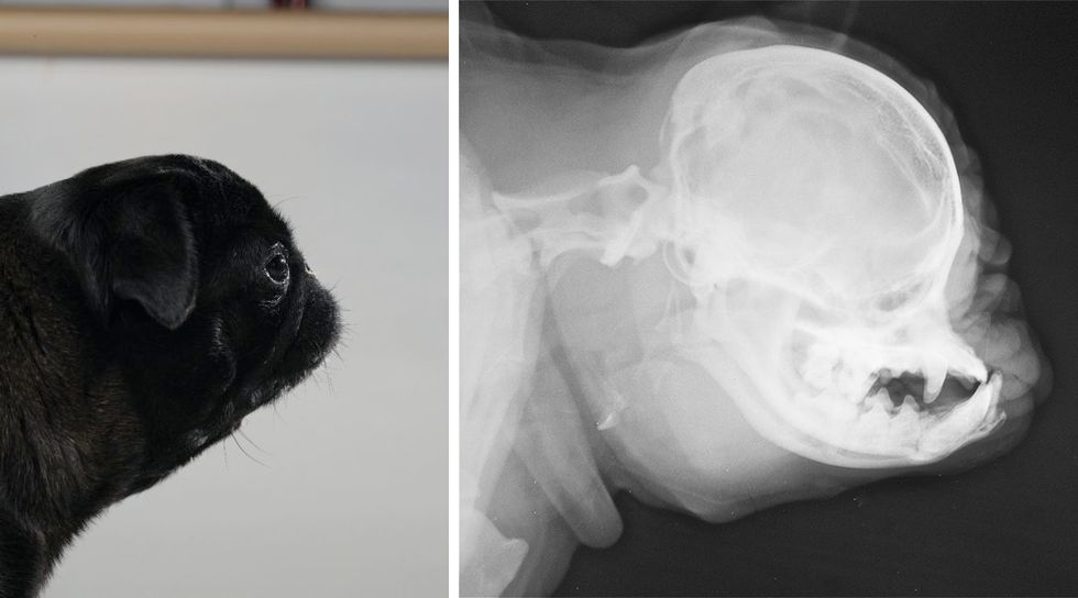 An x-ray of a pug dog.