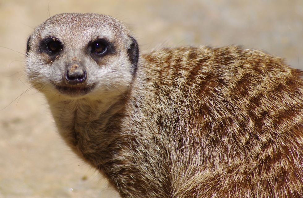 Meerkat staring at the camera.