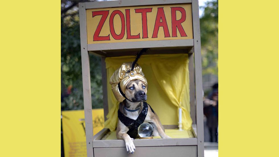 A dog dressed as a Zoltar fortune telling machine participates in the 23rd Annual Tompkins Square Halloween Dog Parade in New York City. (Image credit: TIMOTHY CLARY/AFP/Getty Images)