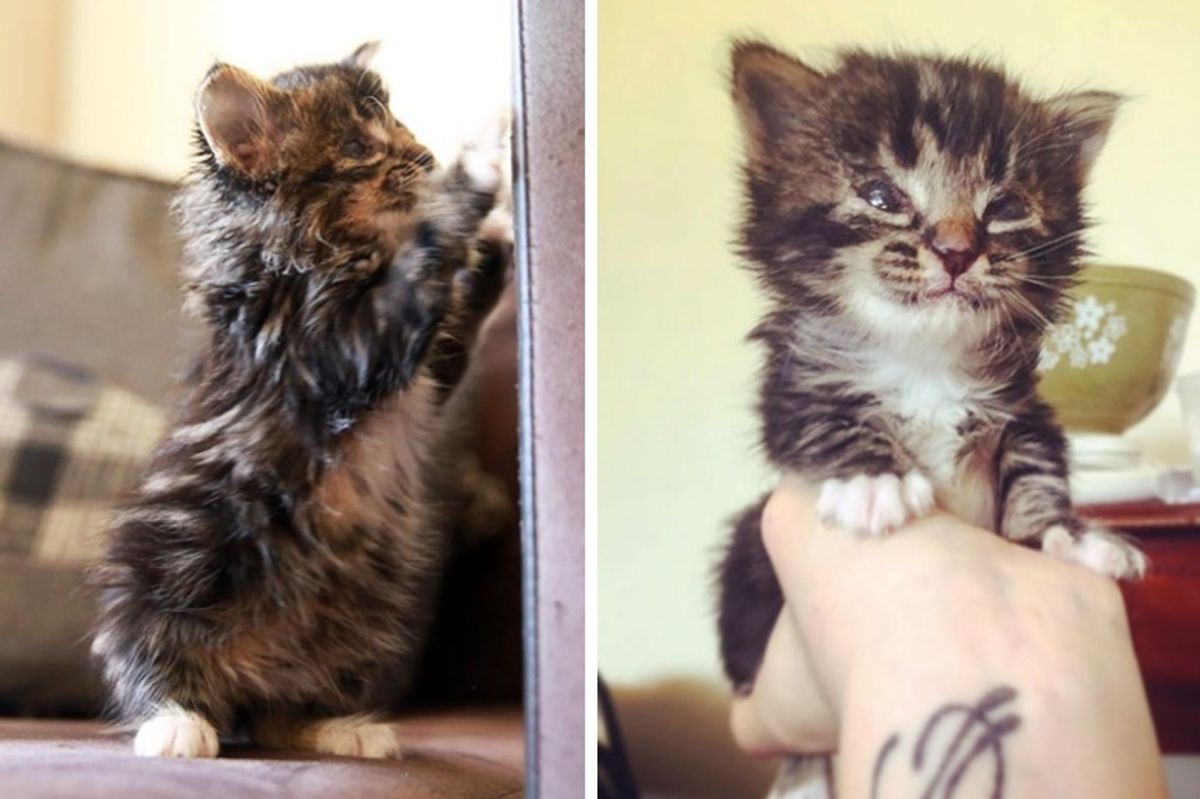 Kitten Born Blind Proves to Those Who Didn't Believe in Her, She Can Do Anything Like Other Cats