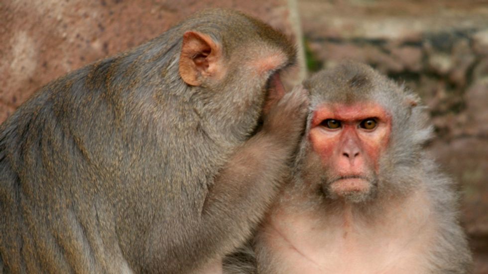 Macaques share a secret