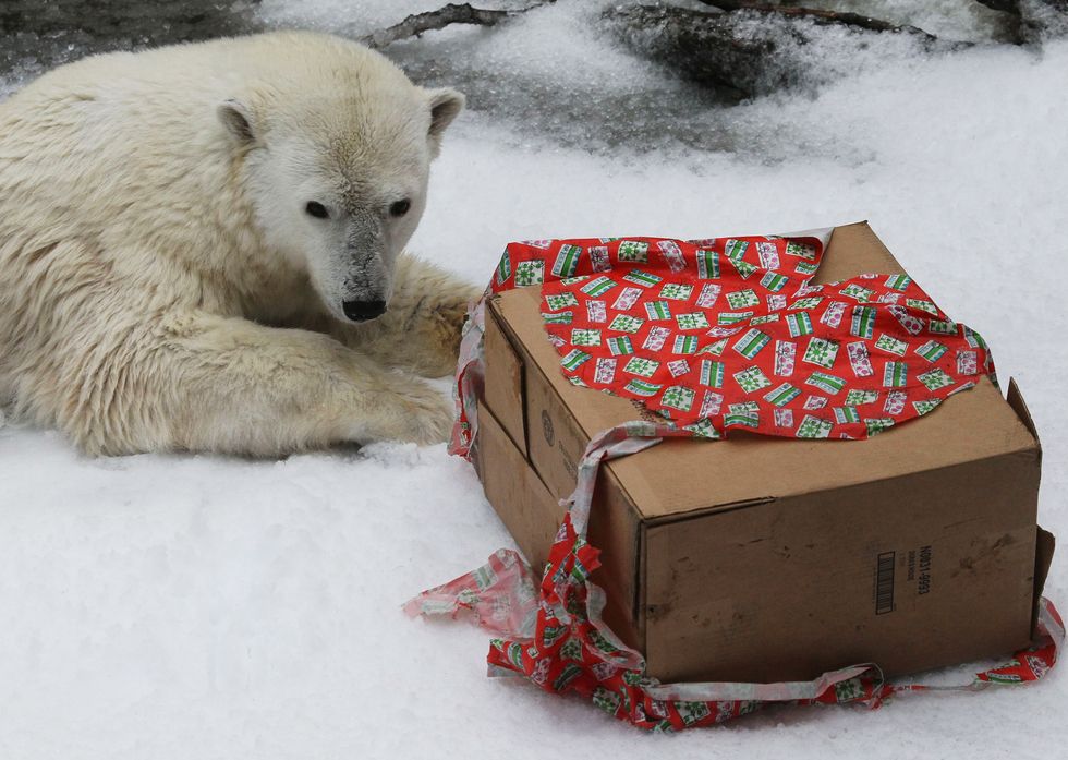 A Polar Bear named Pike prepares to open a gift box while playing in freshly blown snow at the San Francisco Zoo