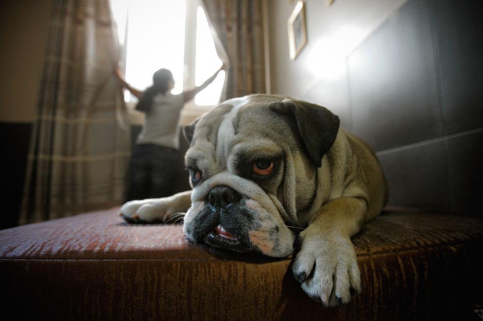 A bull dog sits on the bed while a woman opens the curtains.