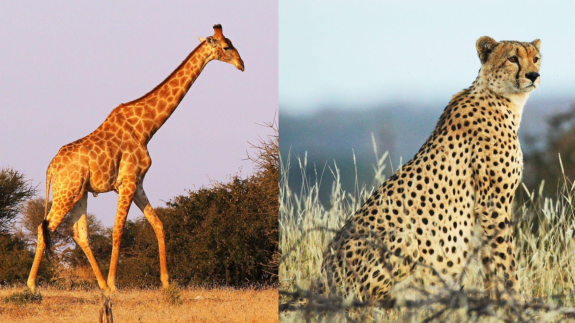 Giraffes And Cheetahs Are Going Extinct, Warn Scientists. Why Should ...