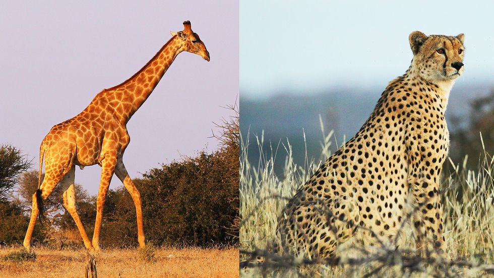 Giraffes and Cheetahs Are Going Extinct, Warn Scientists. Why Should ...