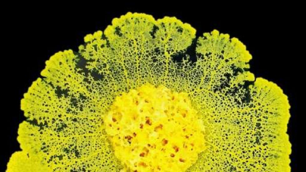 Physarum polycephalum