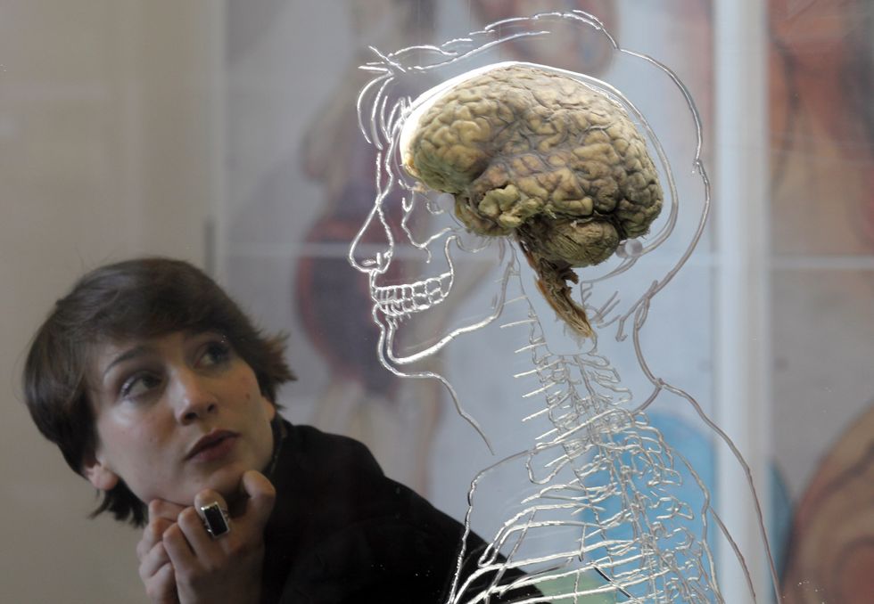 Woman looking at a human brain.