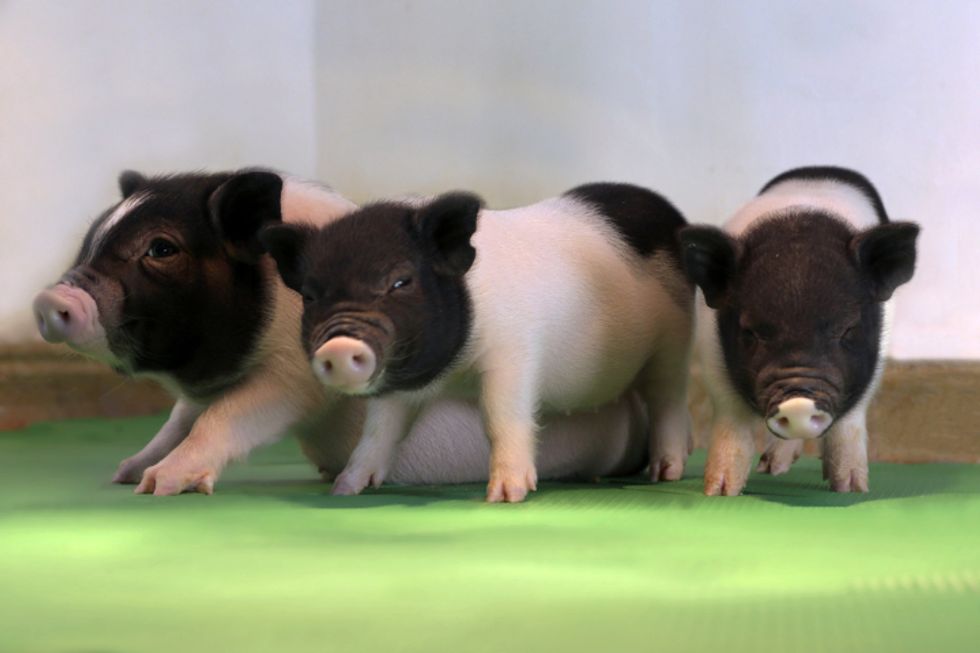 Virus-free piglets