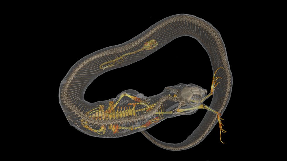 CT scans can also reveal stomach contents of species / Florida Museum of Natural History / Ed Stanley