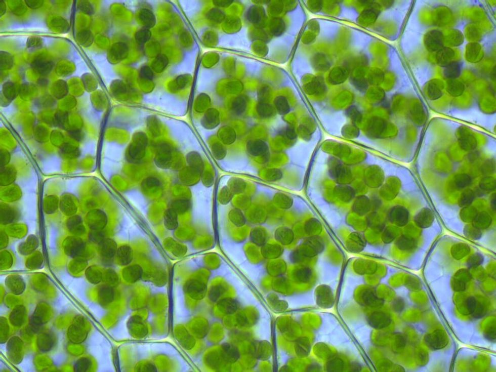Chloroplasts from a moss, Plagiomnium affine.