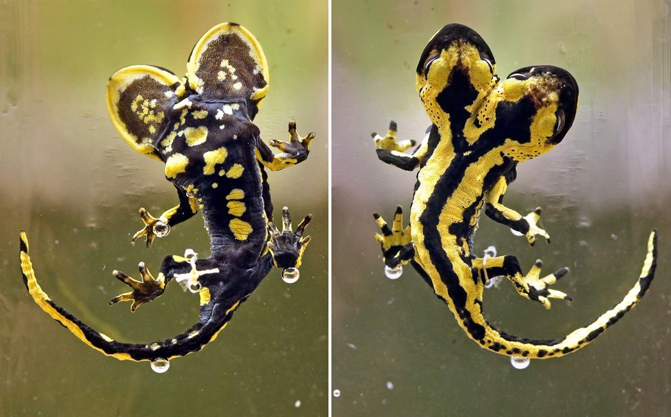 Military Research Targets Regrowing Limbs Like Salamanders