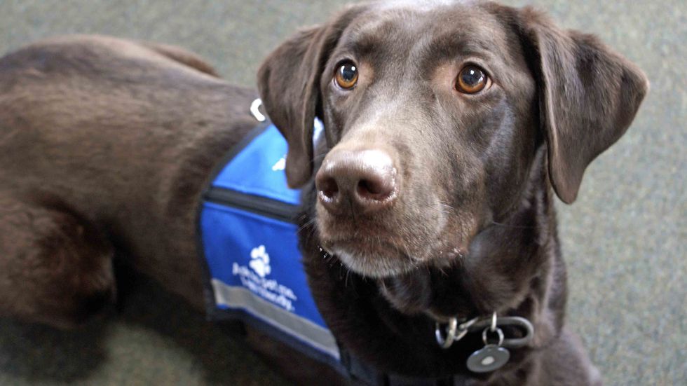 Palmer the chocolate Labrador retriever, an expressive animal, lays looking eagerly off to the left while wearing a blue "ask to pet me" vest. (Shutterstock)
