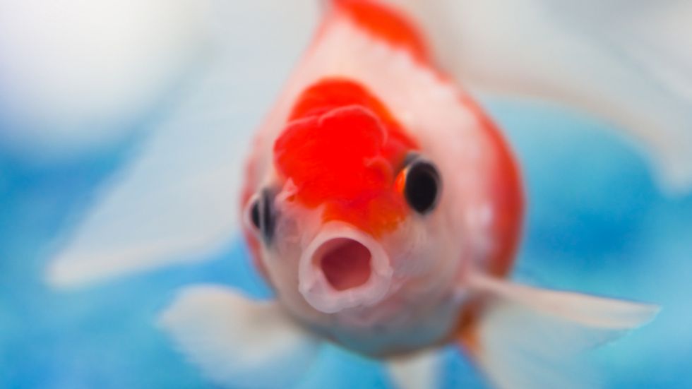 Hi
