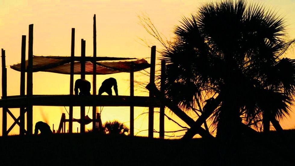 Chimps enjoy the sunset