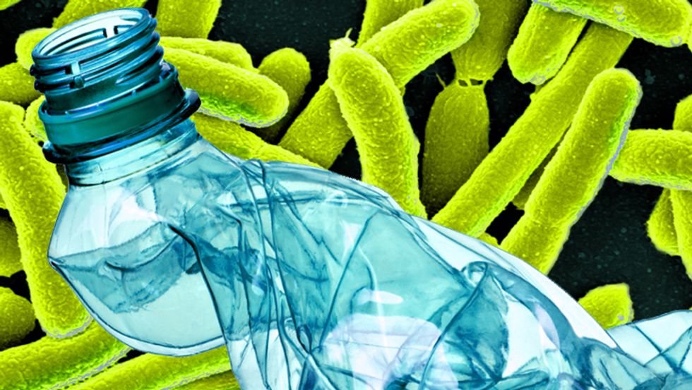 The mutant enzyme clings to PET plastic, breaks it down into terephthalic acid and ethylene glycol (two environmentally benign substances) and feasts on them. (Image: Shutterstock/Wikicommons/Big Think)