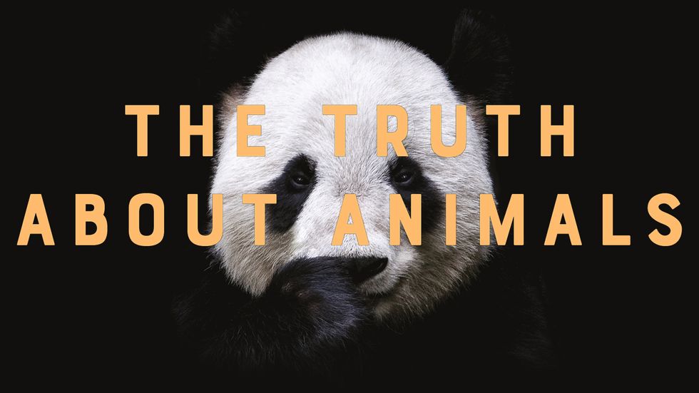 Cover image of 'The Truth About Animals' by Lucy Cooke.