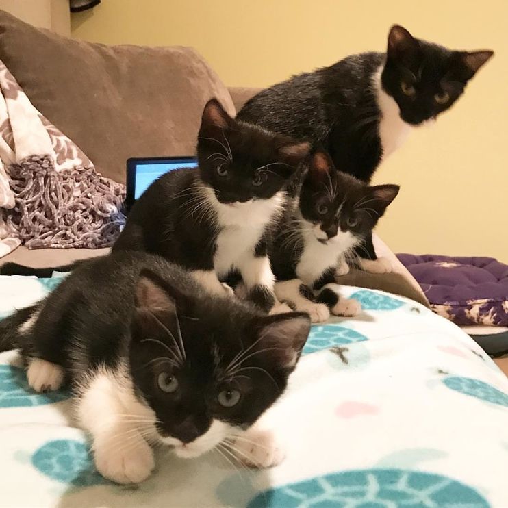 These are cat moustache twins at a Petsmart near me in Virginia. I hope  they get adopted soon AND together!! 20/10 would moustache again” :  r/TuxedoCats