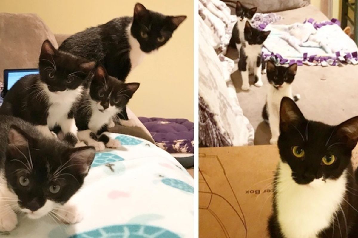 Cat Finds Family to Help Raise Her Kittens Who All Share Her Half-Mustache
